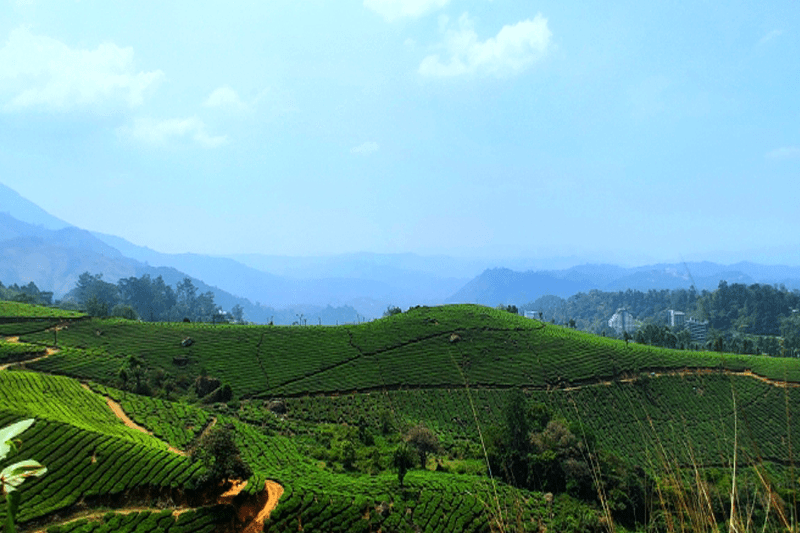 What attractions to see in Munnar besides tea plantations